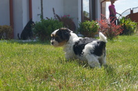 Suczka Biewer Yorkshire Terrier